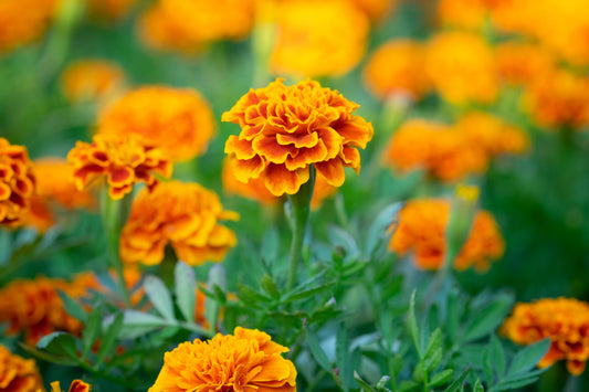 Marigold Flower Seed Starter Kit
